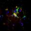 Lamp1.100xfrom20x microglia